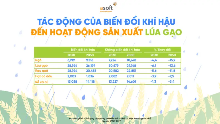 Tác động của biến đổi khí hậu đến sản xuất lúa gạo nước ta